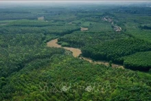 Bosques en el distrito Gio Linh, provincia vietnamita de Quang Tri (Fuente: VNA)