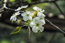 Temporada de flores en Ha Giang