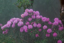 Contemplan belleza de azalea en la comuna de Ta Leng 