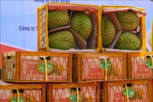 Un lote de durián vietnamita para exportar a China (Foto: VNA)