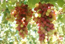 La variedad de uva NH01-152 (Foto: VNA)
