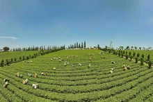 Lam Dong proyecta mejorar eficiencia e impulsar desarrollo sostenible de industria del té