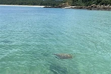La tortuga pesa unos 20 kilogramos y salió a la superficie del mar tres veces. (Foto: VNA)