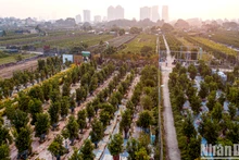 Por estos días, los jardines de kumquat en la aldea de Tu Lien, en Hanói, están listos para brindar una atmósfera festiva a los hogares de los vietnamitas en ocasión del Año Nuevo Lunar (Tet).