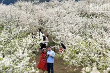 Flores del ciruelo tiñen de blanco la tierra de Moc Chau 