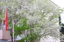 Flores de Sua tiñen de blanco las calles de Hanói
