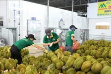 El valor total de exportación del durián de Vietnam alcanzó una cifra récord (Fuente:VNA)