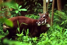Saola, uno de los mamíferos más raros y amenazados del planeta (Fuente:Internet)