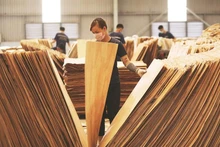La mayoría de los materiales de madera que se utilizan hoy en día para la producción de muebles en Vietnam provienen de fuentes legales. (Fuente: vneconomy.vn) 