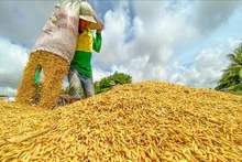 Fiebre mundial de precios de arroz 