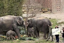 El 2 de febrero se llevó a cabo una ceremonia para nombrar al elefante recién nacido y se eligió el nombre “Bao Ngoc”. (Foto: VNA)