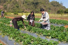 Los turistas recogen fresas orgánicas. (Foto: Quang Thieu)