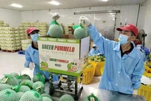 Perspectivas de crecimiento para exportaciones agrícolas de Vietnam en 2025