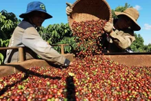 La cosecha de café en la zona de la compañía Simexco Daklak, en la ciudad de Buon Ma Thuot. (Foto: VNA) 