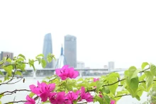Florecientes buganvillas reinan en ciudad de Da Nang 