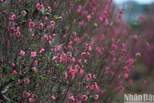 Flores y plantas típicas del Tet (Año Nuevo Lunar)