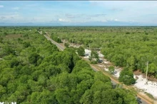 Bosques plantados sobre arena en comunas costeras del distrito de Trieu Phong, provincia de Quang Tri. (Foto: VNA)