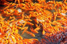 Culto a dioses de cocina – hermosa tradición vietnamita