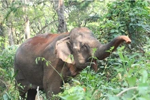 Elefante en la Altiplanicie Occidental de Vietnam (Fuente: VNA)