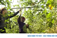 Agricultores de Bao Thang cosechan judías.