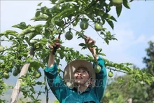 En un cultivo de granadilla en la provincia de Lai Chau. (Fuente: VNA)