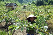 Una familia tiene ingreso estable gracias al cultivo de plantas frutales en la comuna de Ta Leng, provincia de Dien Bien. (Foto: VNA)