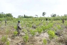 Detección de minas en Vietnam (Foto de ilustración: VNMAC)