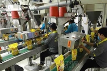 Exportaciones de arroz a Sudáfrica alcanzan 624 millones de dólares. (Fotografía: VNA)