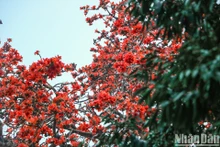 Marzo, el mes de los brillantes algodoneros rojos