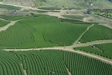 Un rincón de la Zona Turística Nacional de Moc Chau. (Fotografía: VNA)