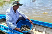 En comparación con el modelo de cultivo tradicional, el cultivo de camarón según los estándares BAP no sólo ayuda a los agricultores a aumentar sus ingresos sino que también garantiza la producción. (Fotografía: VNA)