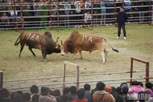 Pelea igualada. (Fotografía: Nhan Dan)