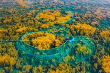 Impresionante bosque de sargazo en isla vietnamita de Hon Kho