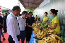 El plátano es uno de los productos frutícolas con gran potencial de exportación a Japón. (Fotografía: Nhan Dan)