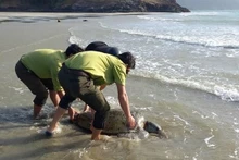 Guardabosques del Parque Nacional de Con Dao rescatan a la tortuga. (Fotografía: VNA)