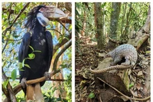 Animales liberados al bosque natural. (Fotografía: Parque Nacional de Bu Gia Map)