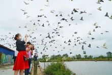 Visitantes a la ciudad de Hai Phong. (Fotografía: VNA)