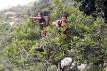 Árboles de té en Son La, Vietnam. (Fotografía: VNA)