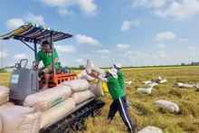 Exportación de arroz alcanza un récord de casi 8,3 millones de toneladas