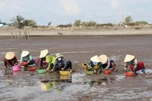 Cultivo de almejas de Ben Tre se recertifica en estándar del Consejo de Administración Marina. (Fotografía: VNA)