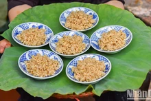 [Foto] Vietnamitas preparan festival de matanza de insectos