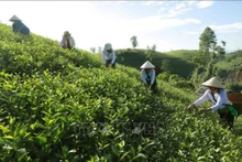 El distrito de Tan Son tiene la zona de cultivo de té más grande de la provincia de Phu Tho. (Fotografía: VNA)