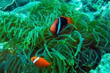Arrecife de coral en el Parque Nacional de Con Dao. (Fotografía: VNA)