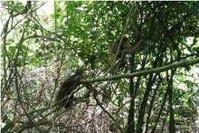 Monos en el Parque Nacional de Phong Nha-Ke Bang en la provincia central de Quang Binh. (Fotografía: VNA)