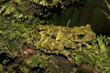 La rara Theloderma khoii. (Fotografía: baotainguyenmoitruong.vn)