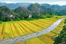 El campo de arroz en Tam Coc-Bich Dong. (Fotografía: TITC)