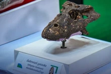 En 2005, Tailandia encontró fósiles de una especie de caimán nunca antes registrada en la historia mundial. (Fotografía: Thestar)