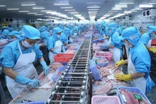 El procesamiento de productos acuícolas para la exportación. (Fotografía: VNA)