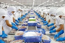 Procesamiento de productos acuícolas para la exportación. (Fotografía: VNA)