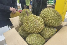 Reino Unido, mercado potencial para exportación del durián vietnamita. (Fotografía: VNA)